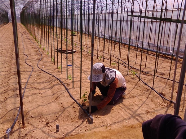 トマトの定植作業