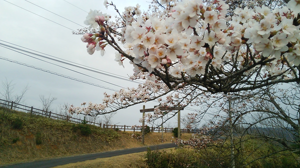 西山高原キャンプ場の桜