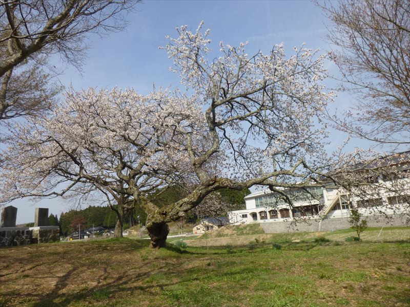 西山の桜2018041001_R
